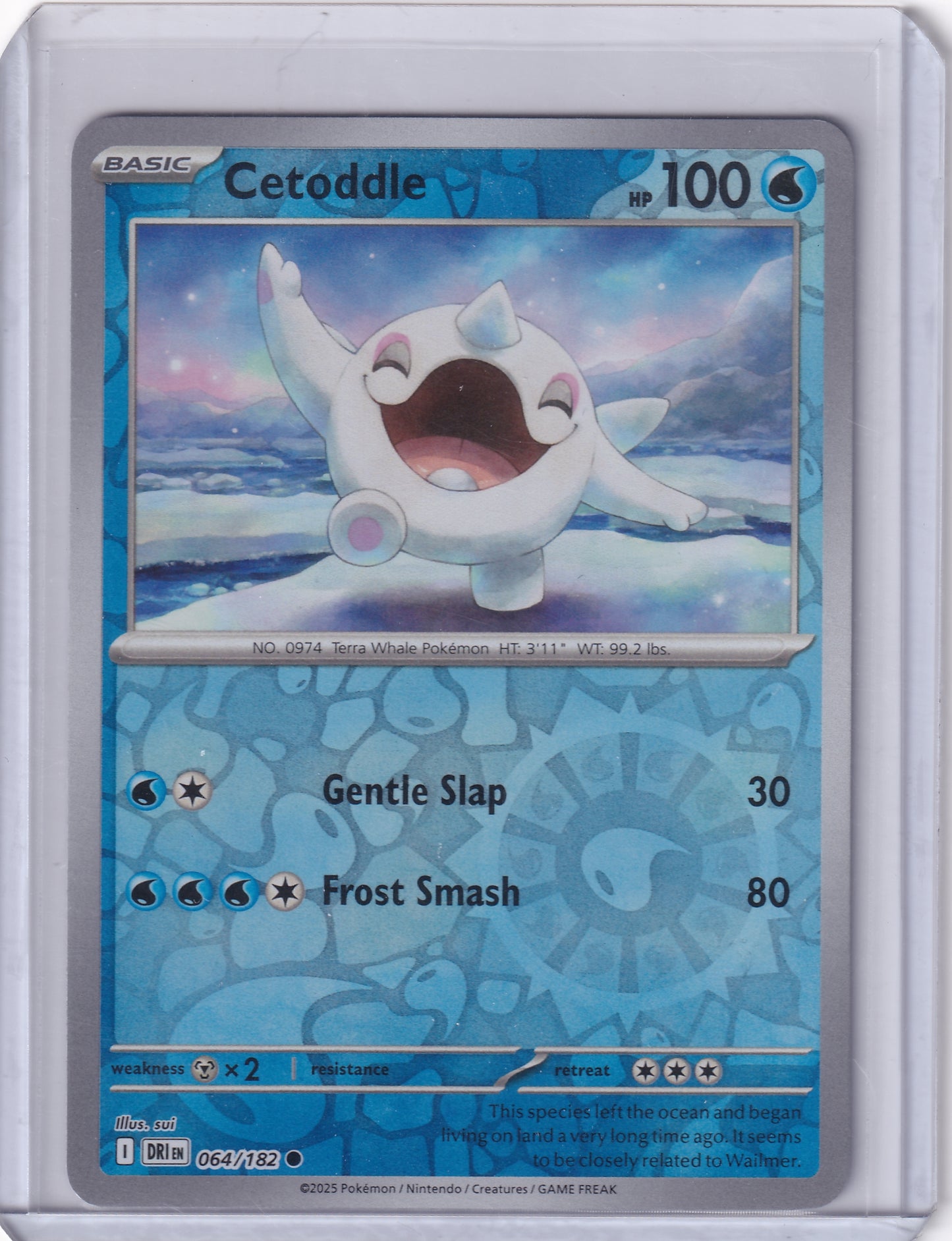 #064 Cetoddle