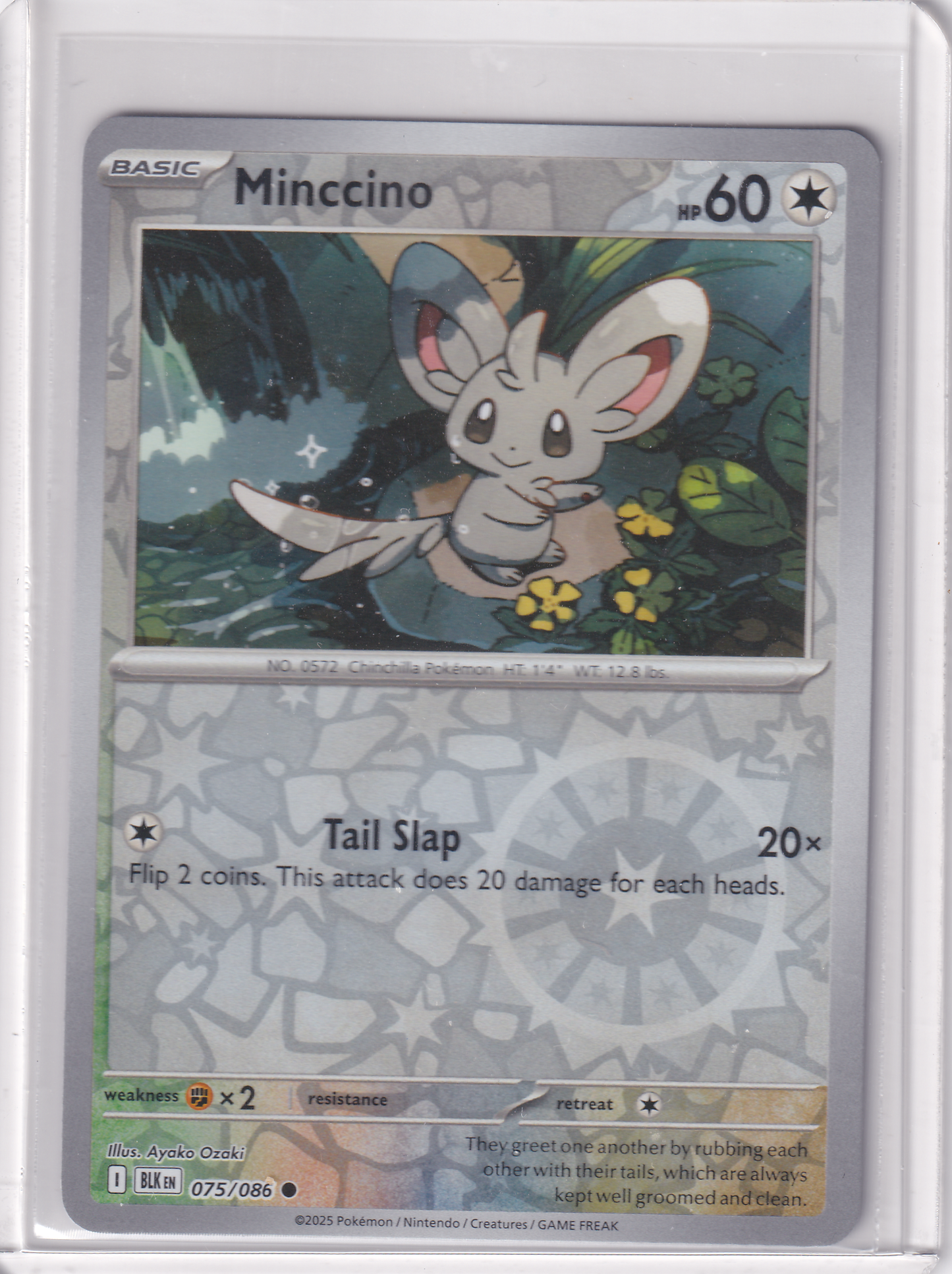 #075 Minccino