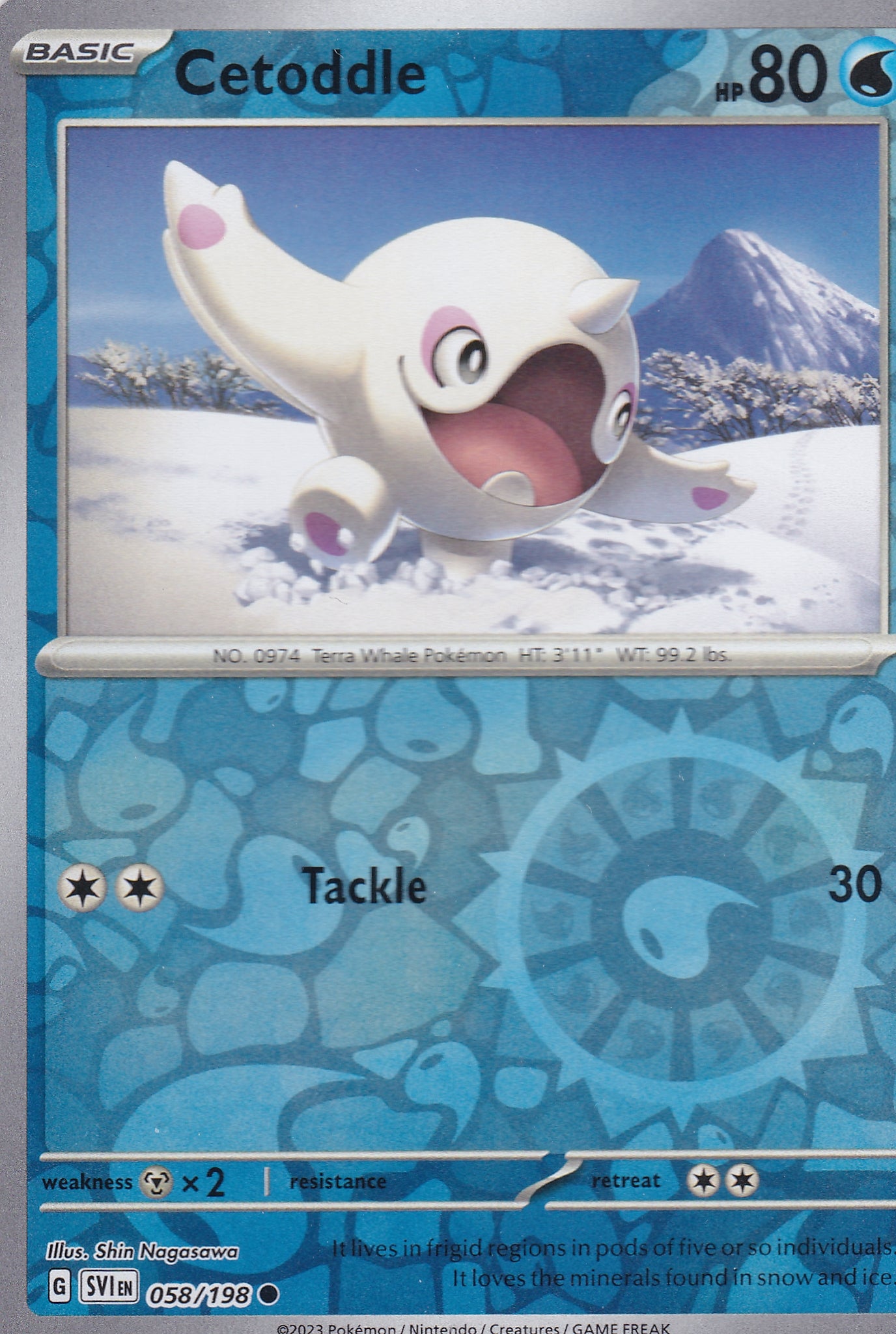#058 Cetoddle