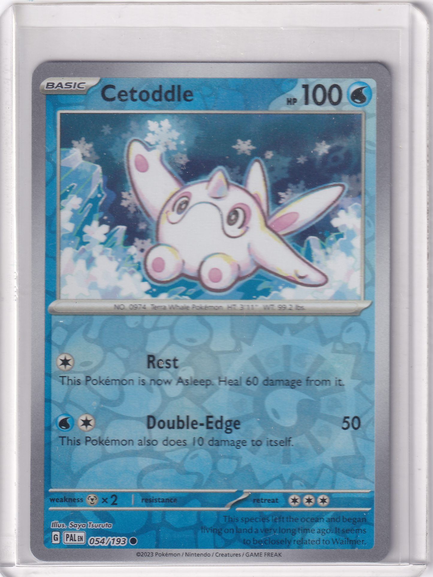 #054 Cetoddle