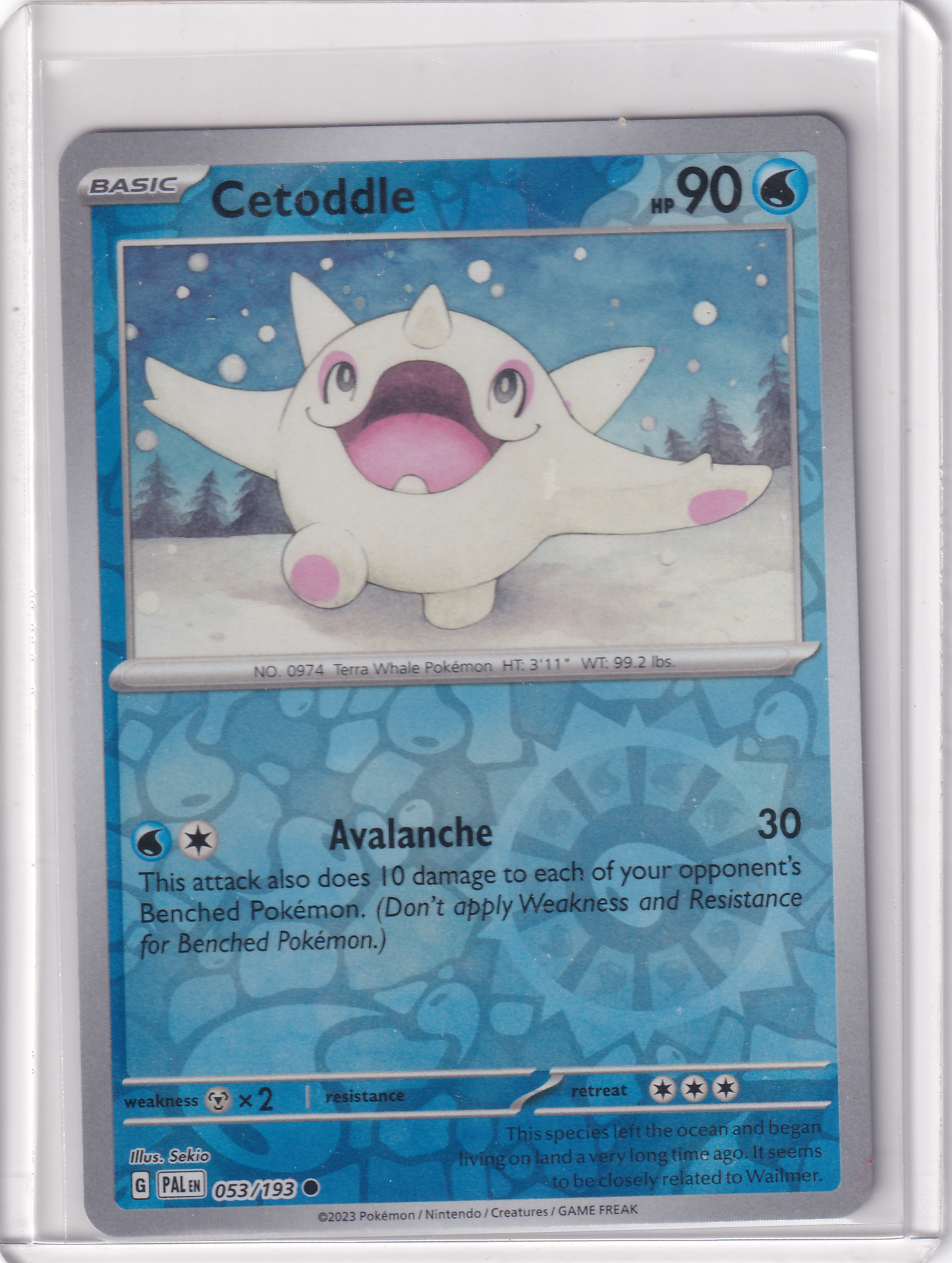 #053 Cetoddle