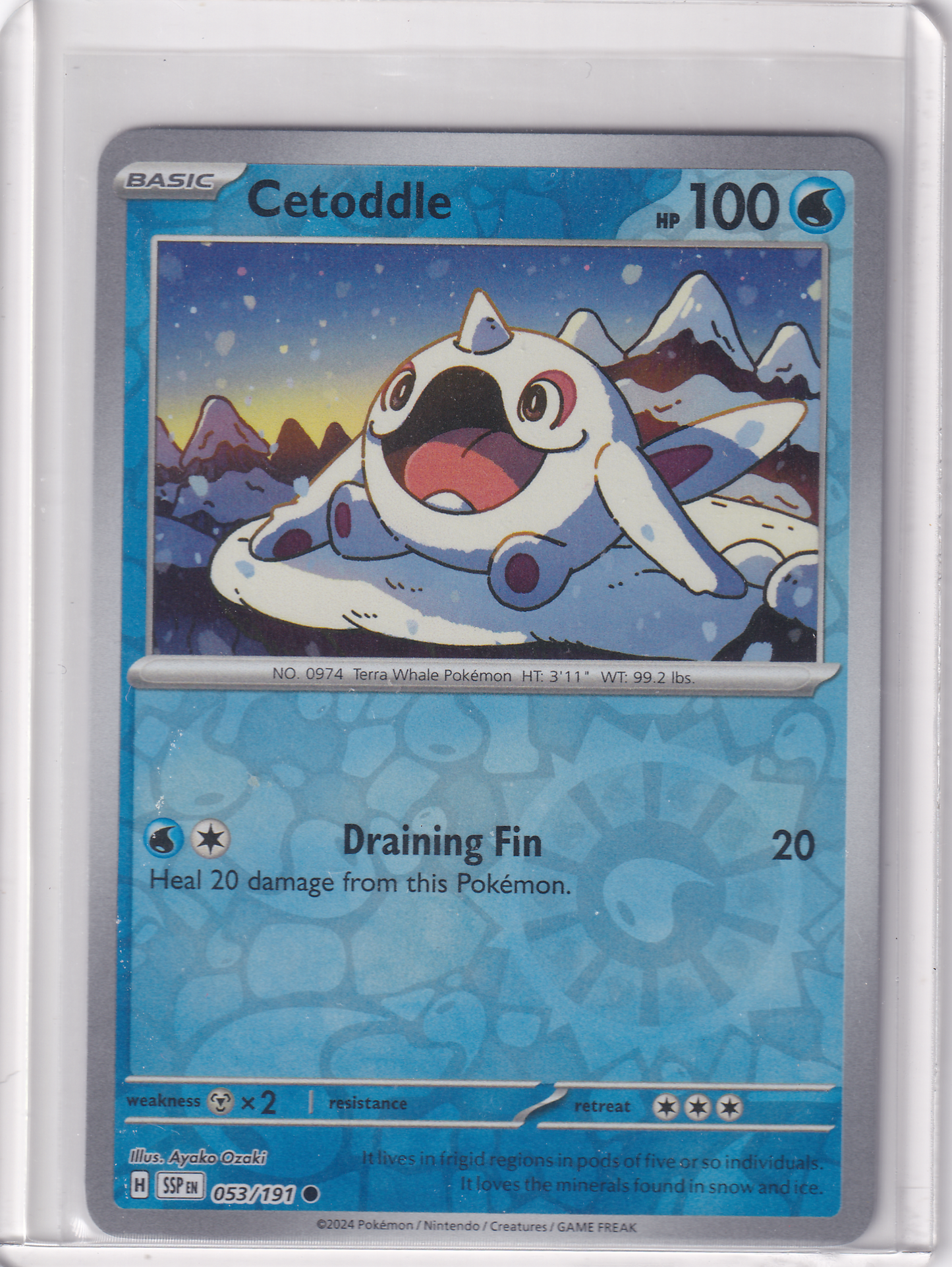 #053 Cetoddle