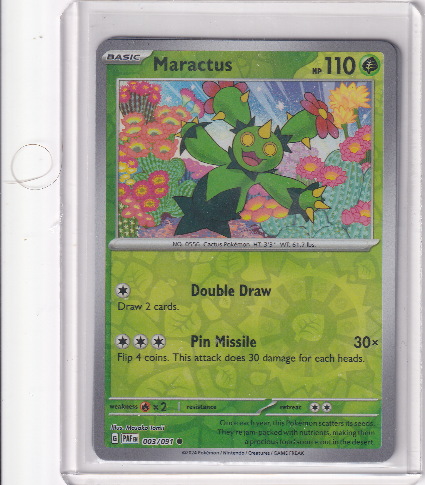 #003 Maractus